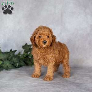 Felix, Miniature Poodle Puppy